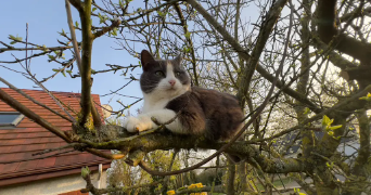 lise pet sitter à HEROUVILLE ST CLAIR 14200_1