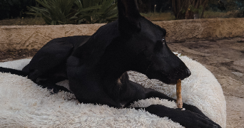 marielle pet sitter à Bagnols-sur-Cèze 30200_2