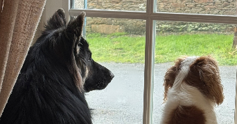 zoé pet sitter à Dompierre sur Yon 85170_9