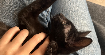 océane pet sitter à TOULOUSE 31400_4