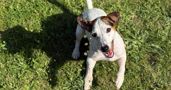lola pet sitter à GREMONVILLE 76970_3