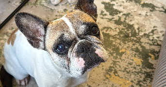 louis dog sitter à SAUTRON 44880_2
