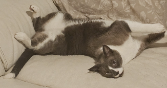 syrine pet sitter à GRENOBLE 38000_9