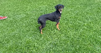laura pet sitter à NEUVILLE SUR AUTHOU 27800