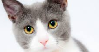 linda pet sitter à GENNEVILLIERS 92230_0