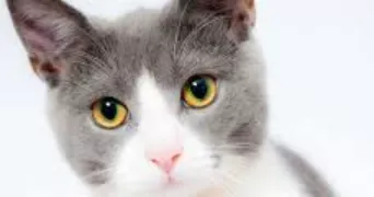 linda pet sitter à GENNEVILLIERS 92230