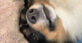 alix pet sitter à AGEN 47000_2