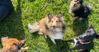 jeanne pet sitter à RENNES 35000_8