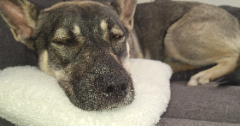 charlene pet sitter à MESNILS SUR ITON 27240_6