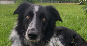 lou-anne pet sitter à PAU 64000_1