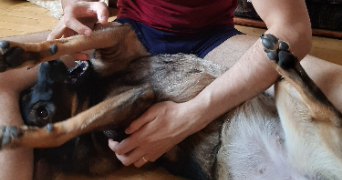 stephan pet sitter à HOUDAN 78550_2