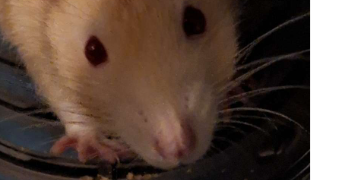 noa pet sitter à CASTANET TOLOSAN 31320_1