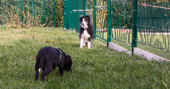 axelle pet sitter à SONCHAMP 78120_9