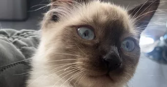 selma pet sitter à LORETTE 42420