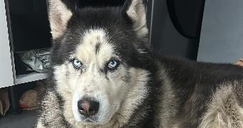 maelys pet sitter à Saint sulpice de Royan 17200_7