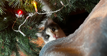 elise pet sitter à Le havre 76430_4