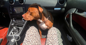 ines pet sitter à PARMAIN 95620_0