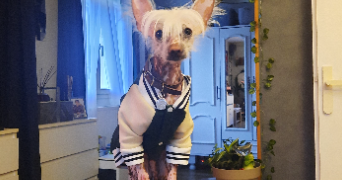 severine pet sitter à CLASVILLE 76450_0