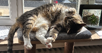 anaïs pet sitter à LE PLESSIS PATE 91220_4