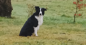 gladys pet sitter à PUYLAROQUE 82240_2