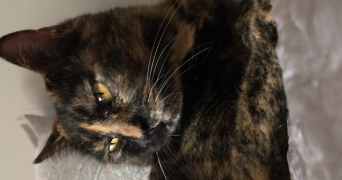 clarisse  pet sitter à EAUNES 31600_1