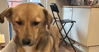 li pet sitter à PARIS 18 75018_5