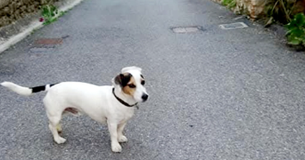radha pet sitter à ST DENIS 93200_2