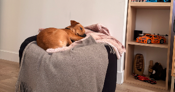 léa pet sitter à Clermont 60600_3