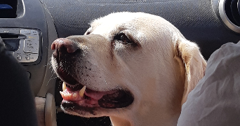 cassandre pet sitter à SAUMUR 49400_3