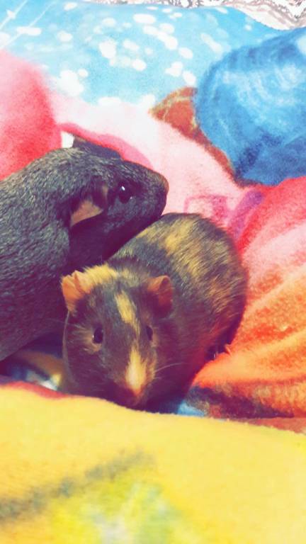 maéliss pet sitter à Osny 95520_3