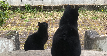 marie pet sitter à ETIVAL CLAIREFONTAINE 88480_3