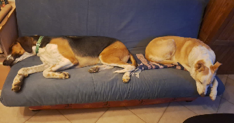 pauline pet sitter à PIONSAT 63330_2