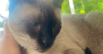ornella pet sitter à PARIS 16 75016_2