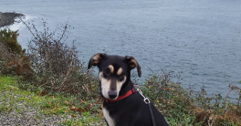 james pet sitter à BREST 29200_1