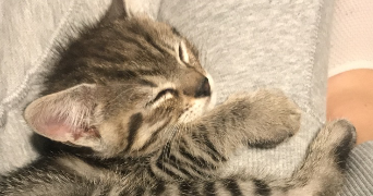 clara pet sitter à ST FARGEAU PONTHIERRY 77310_7