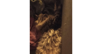 hubert pet sitter à VEZIN LE COQUET 35132_3