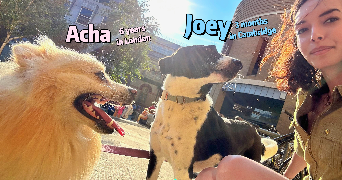 sianne dog sitter à CANNES 06400_2