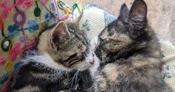 nolwenn pet sitter à FAUCH 81120_2