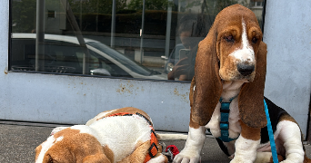 tracy pet sitter à ST LAMBERT LA POTHERIE 49070_2