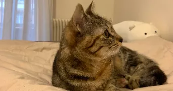 coraly pet sitter à BONDY 93140