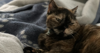 sanny cat sitter à LINGOLSHEIM 67380_2