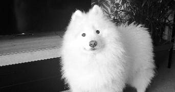 laura dog sitter à AGNEAUX 50180_1