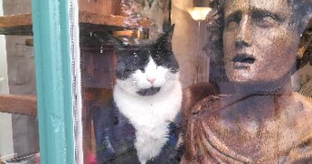 chrystele pet sitter à UZES 30700_1