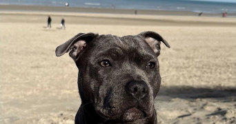 océane pet sitter à LA COUTURE 62136_1
