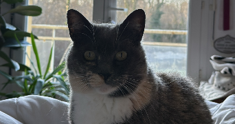 chloé pet sitter à Villenave d'ornon 33140_0