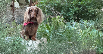 sophia pet sitter à ST ETIENNE DU GRES 13103_0