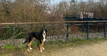 liza pet sitter à NOISY LE SEC 93130_6