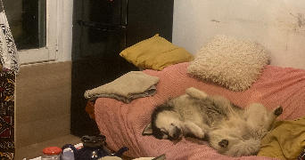 Yémisi pet sitter à AUBERVILLIERS 93300_8