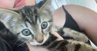 rory pet sitter à CARNIÈRES 7141_2