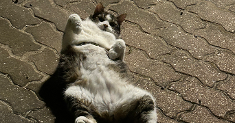 manon pet sitter à AGUILCOURT 02190_3